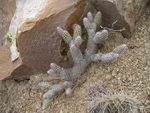 Opuntia vestita, Cotton Coral Cactus, Cotton Pole, Old Man Opuntia
